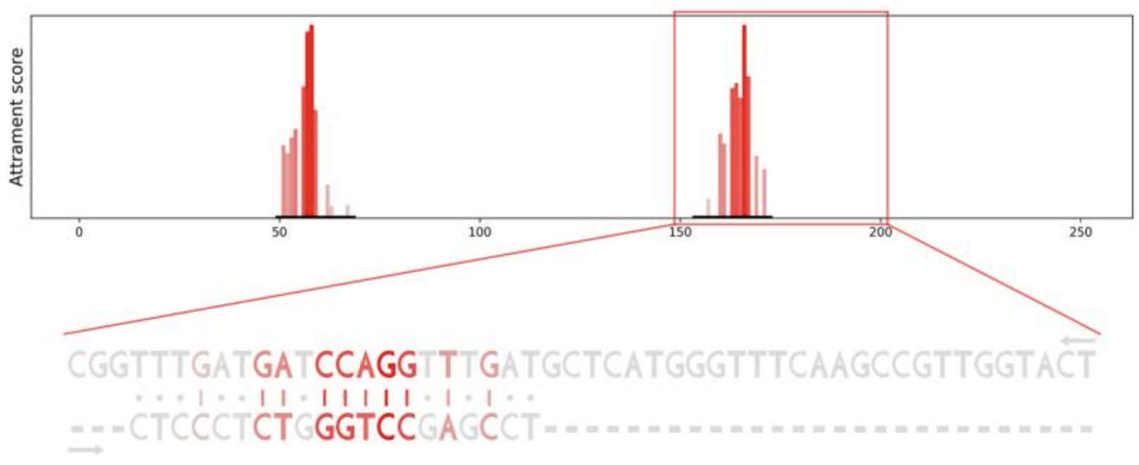 Two nucleotide sequences aligned one above the other, with the complementary stretches CATCCAAC and GTAGGTTG picked out in red and the base pairs between them drawn as dots.