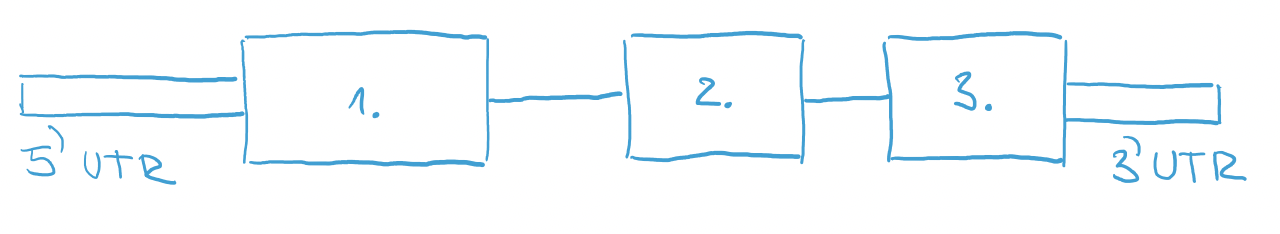 RNA after transcription