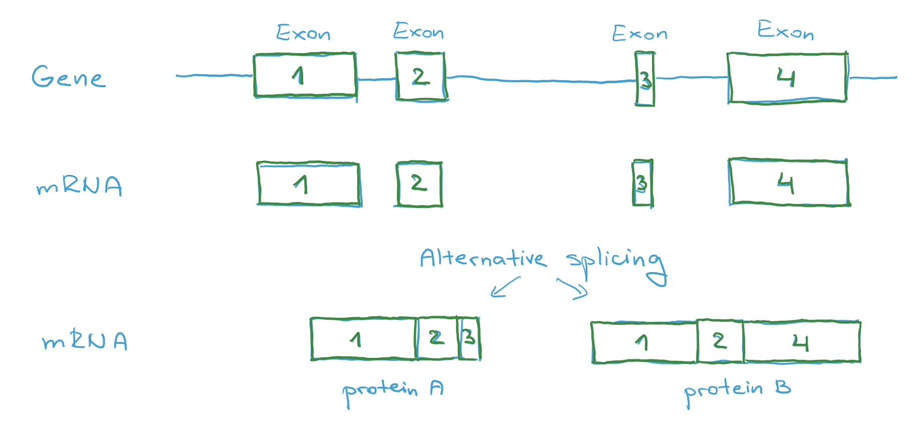 alternative splicing